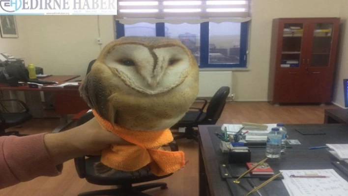 Peçeli baykuş beslendi ve doğaya bırakıldı