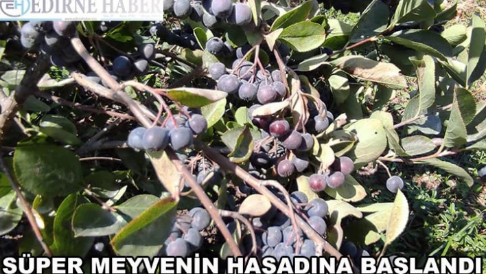 Süper Meyvenin Hasadına Başlandı