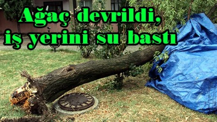 Ağaç devrildi, iş yerini su bastı