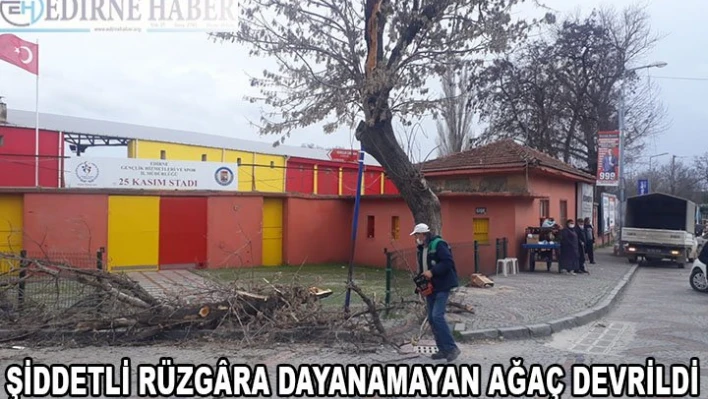 Şiddetli rüzg&acircra dayanamayan ağaç devrildi