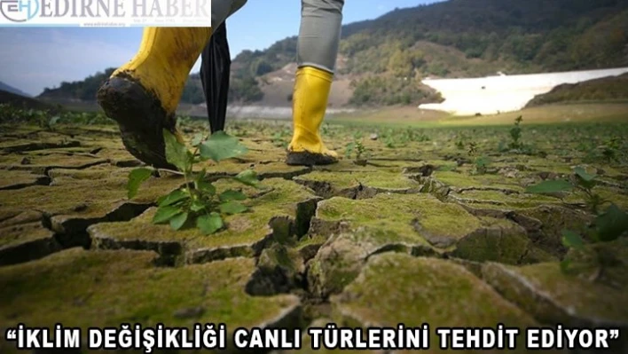  'İklim değişikliği canlı türlerini tehdit ediyor'
