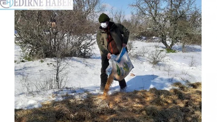 Edirne'de yaban hayvanları için doğaya yem bırakıldı