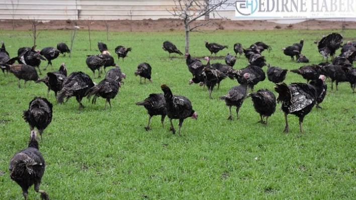 Hindi üreticisi salgına rağmen satışlardan memnun