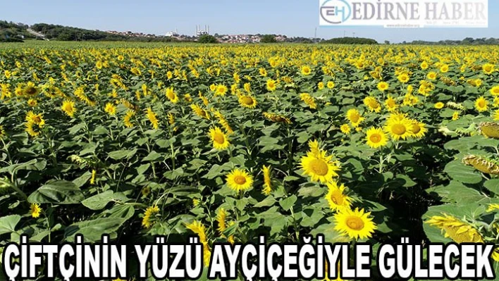 'Çiftçinin yüzü ayçiçeğiyle gülecek'