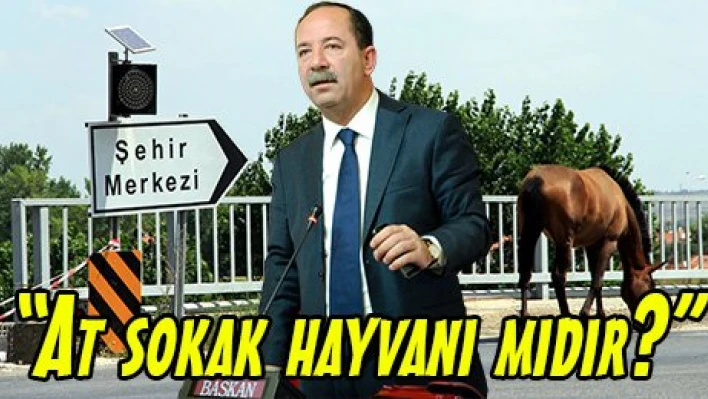 'At sokak hayvanı mıdır?'