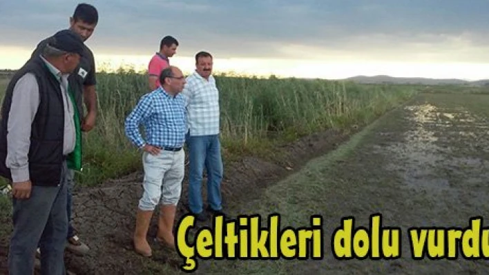 Çeltikleri dolu vurdu