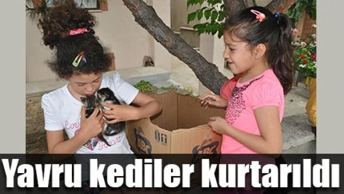 Kedi Operasyonu
