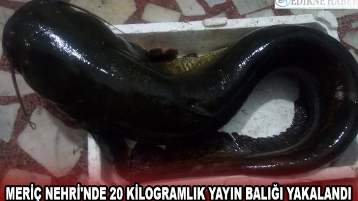 Meriç Nehri'nde 20 kilogramlık yayın balığı yakalandı