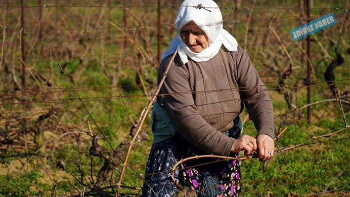 Bağ bozumu başladı