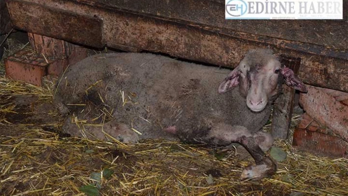 Aç kalan köpekler ağıla saldırdı'
