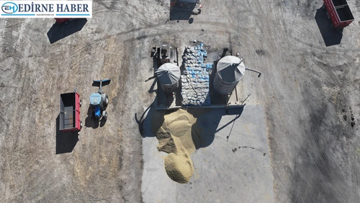 Çeltik üreticisi hem hasat hem kurutma mesaisi yapıyor