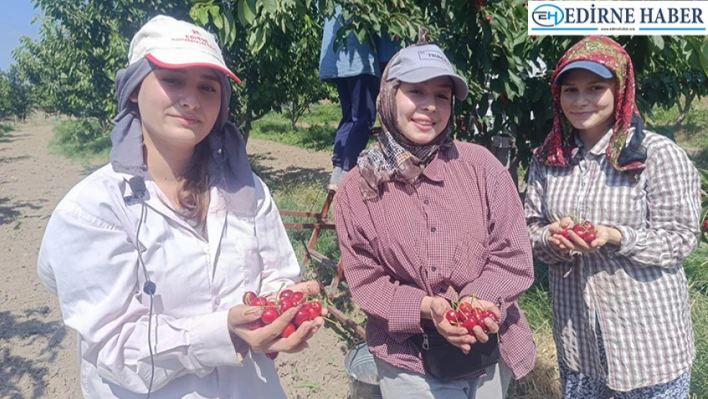 'Çeribaşı' kirazının hasadına başlandı