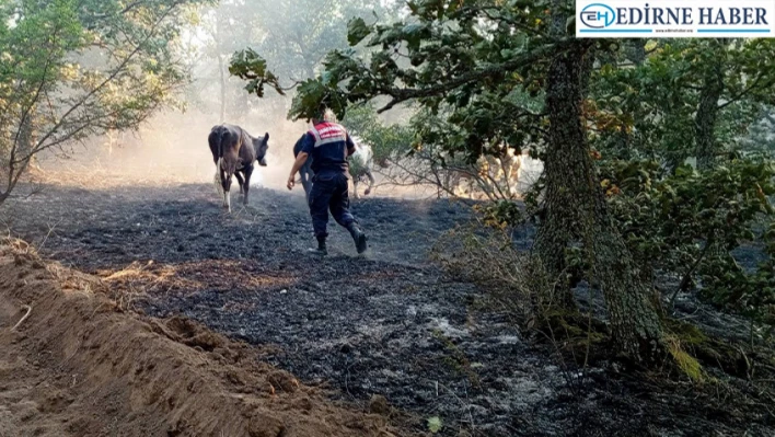 Çevre doğa koruma timinden yangınlarla mücadeleye destek