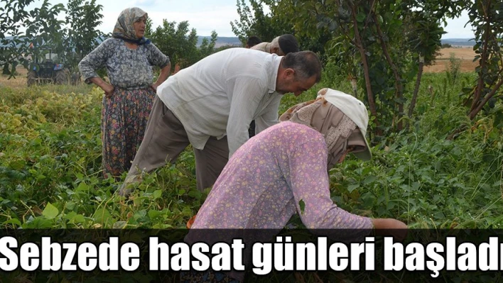 Sebze hasadı başladı