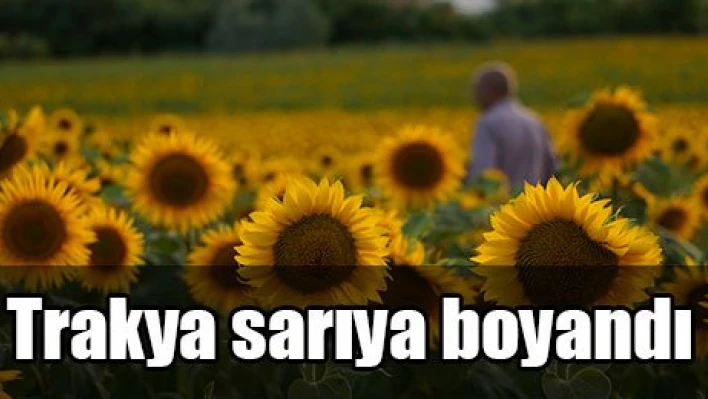 Trakya sarıya boyandı