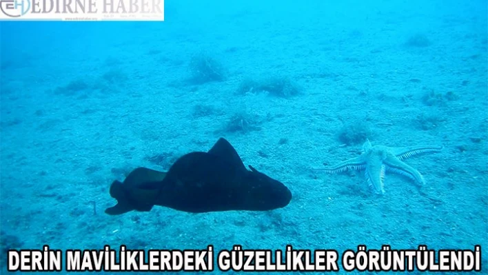 'İspanyol dansçısı' balığı görüntülendi