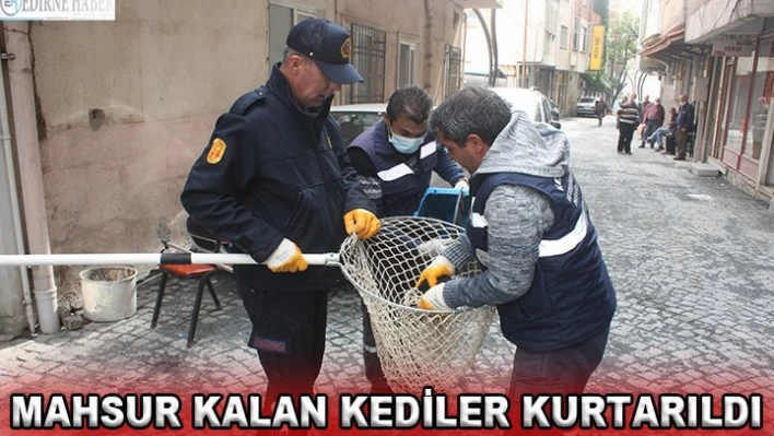 Mahsur kalan kediler kurtarıldı