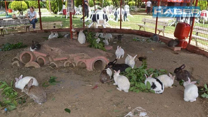 Tavşanlar ilgi odağı oldu