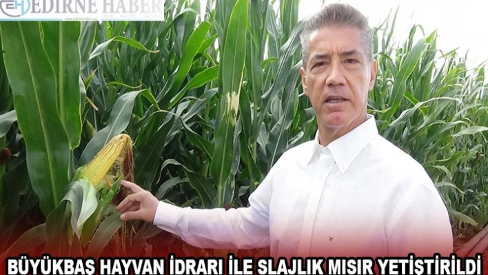 BÜYÜKBAŞ HAYVAN İDRARI İLE SLAJLIK MISIR YETİŞTİRİLDİ