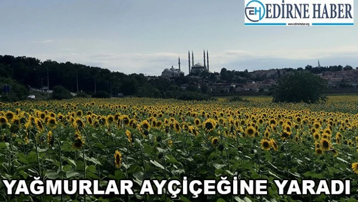 Yağmur, ayçiçeğine yaradı