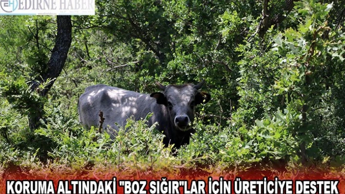 KORUMA ALTINDAKİ 'BOZ SIĞIR'LAR İÇİN ÜRETİCİYE DESTEK