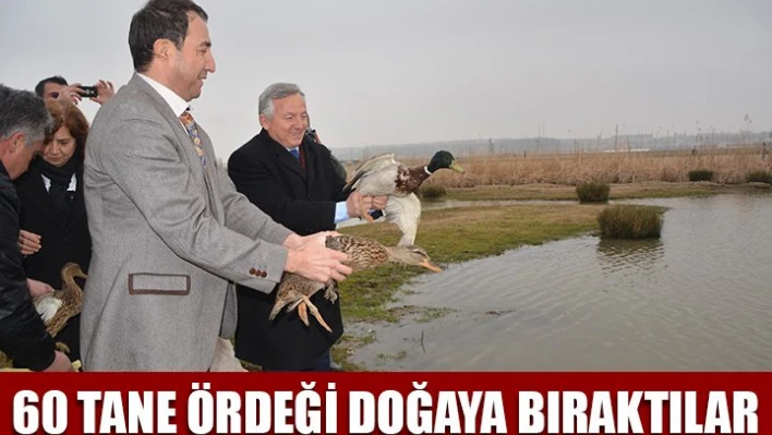 Ördekler doğaya bırakıldı