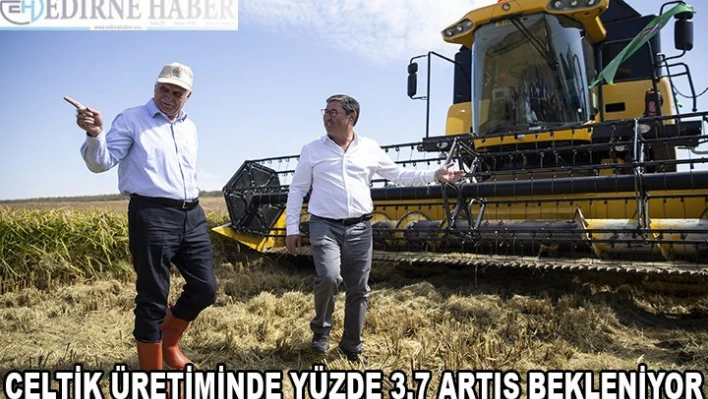 Çeltik üretiminde yüzde 3,7 artış bekleniyor