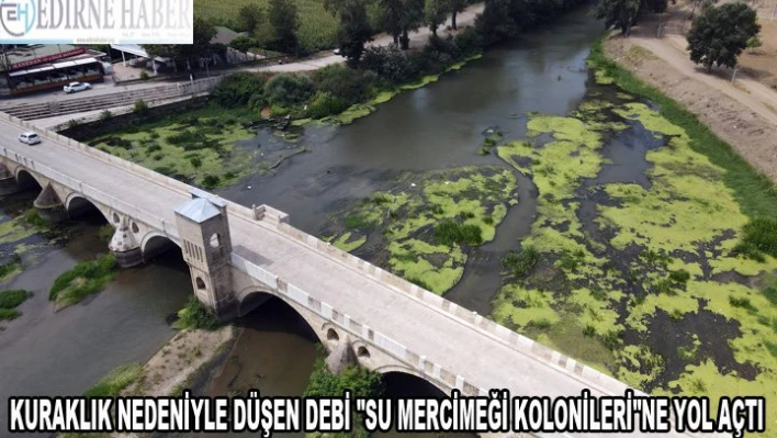 Kuraklık nedeniyle düşen debi 'su mercimeği kolonileri'ne yol açtı