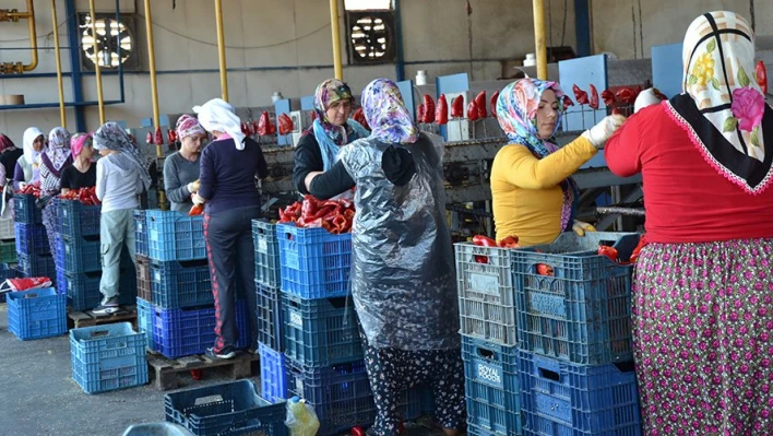 7 bin ton biber işliyorlar