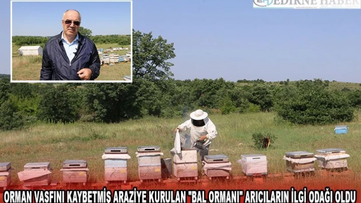 Edirne'de orman vasfını kaybetmiş araziye kurulan 'Bal Ormanı' arıcıların ilgi odağı oldu