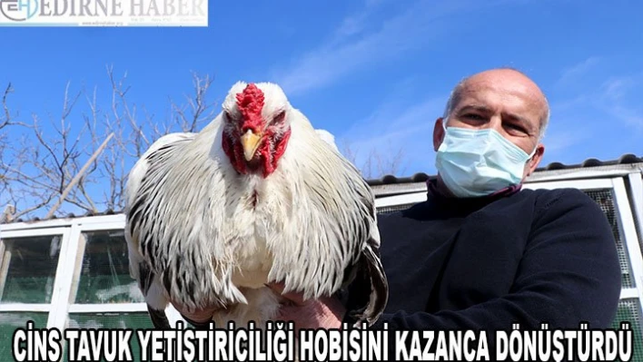 Cins tavuk yetiştiriciliği hobisini kazanca dönüştürdü