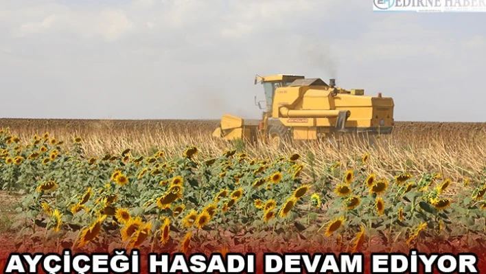 Ayçiçeği hasadı devam ediyor