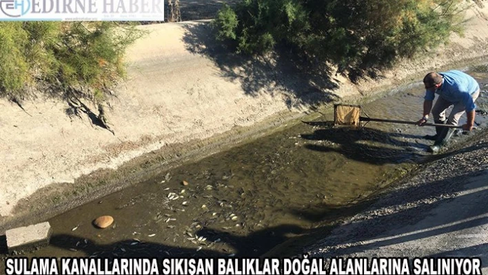  Sulama kanallarında sıkışan balıklar doğal alanlarına salınıyor