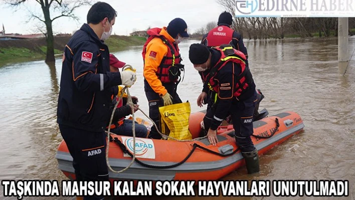 Taşkında mahsur kalan sokak hayvanları unutulmadı