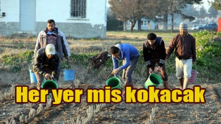 'Lavanta bahçesi olacak'
