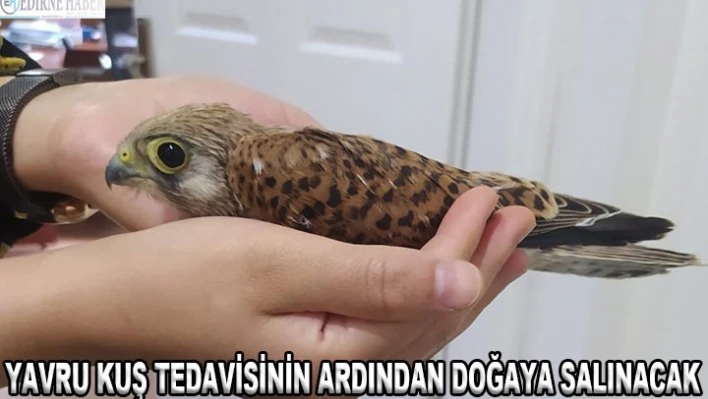 YAVRU KUŞ TEDAVİSİNİN ARDINDAN DOĞAYA SALINACAK