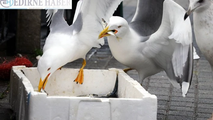 Martıların balık avı