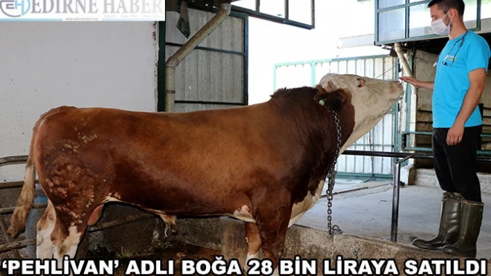 Bir tonluk boğa 'Pehlivan' 28 bin liraya satıldı