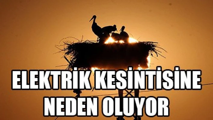 Leylekler elektrik kesintisine neden oluyor