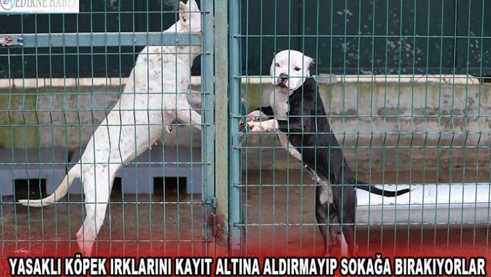 Yasaklı köpek ırklarını kayıt altına aldırmayıp sokağa bırakıyorlar