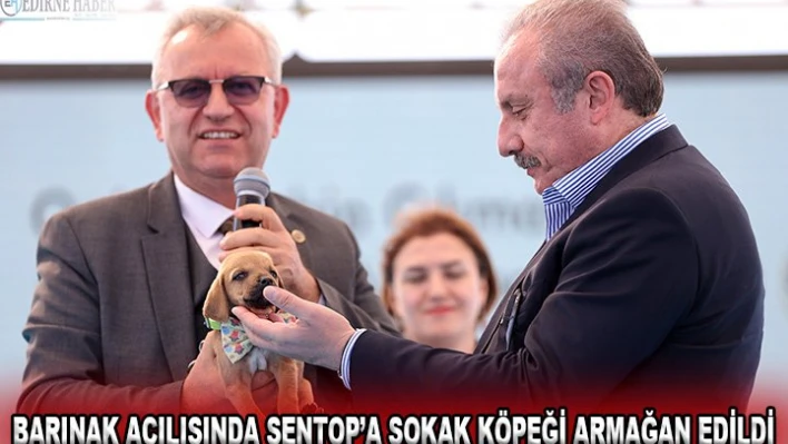 BARINAK AÇILIŞINDA ŞENTOP'A SOKAK KÖPEĞİ ARMAĞAN EDİLDİ