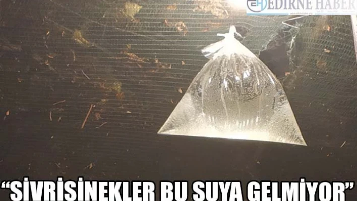'Sivrisinekler bu suya gelmiyor'