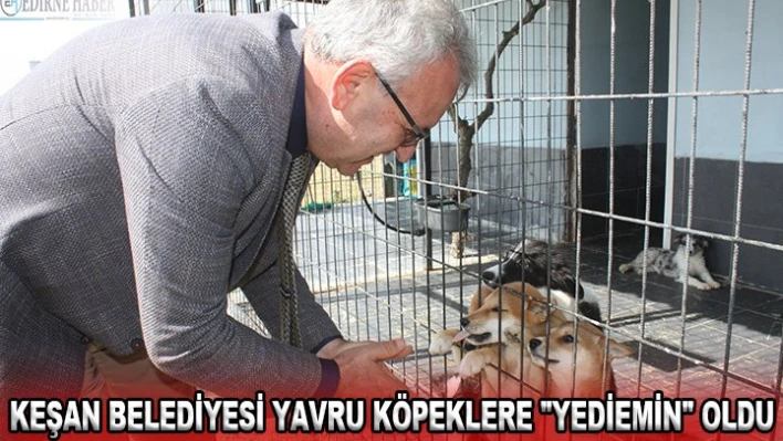 Keşan Belediyesi yavru köpeklere 'yediemin' oldu