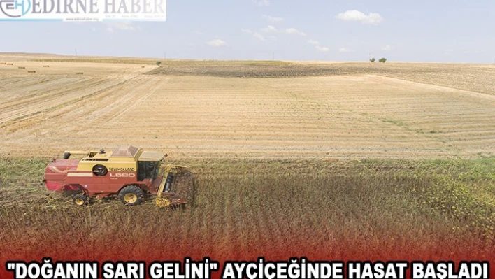 'Doğanın sarı gelini' ayçiçeğinde hasat başladı