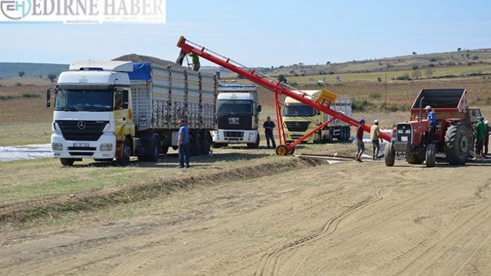 Malkara'da 18 bin ton ayçiçeği alımı yapıldı