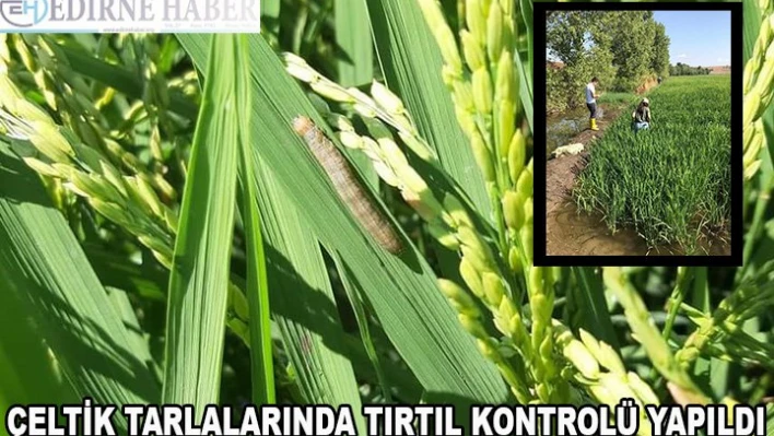 Â Çeltik sahalarında tırtıl kontrolü yapıldı