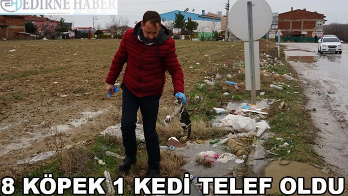 8 Köpek 1 kedi telef oldu