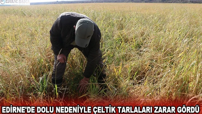 Edirne'de dolu nedeniyle çeltik tarlaları zarar gördü