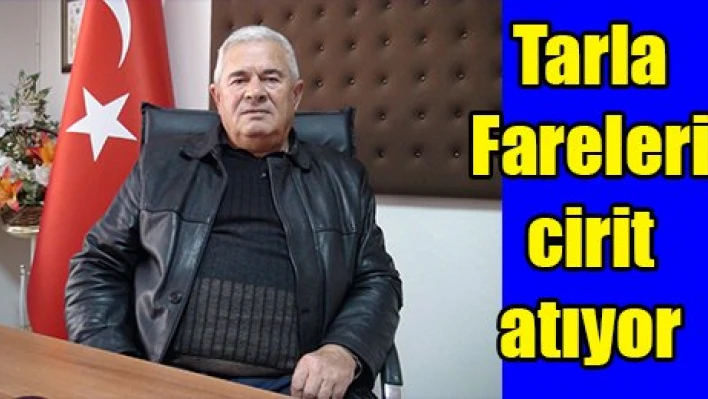 Tarla Fareleri cirit atıyor