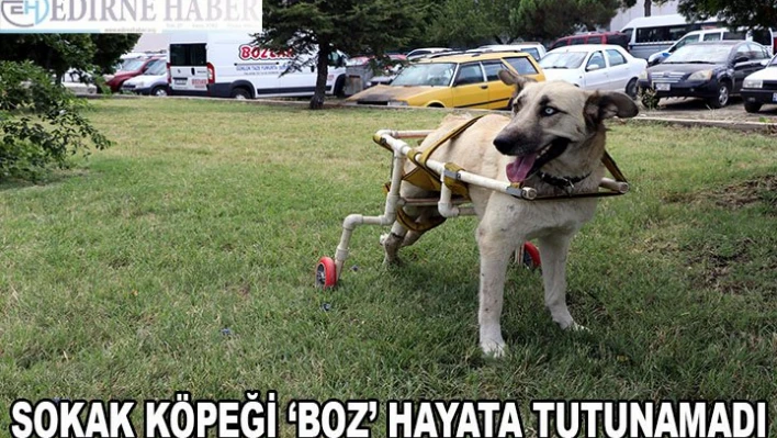 Esnafın el uzattığı sokak köpeği 'Boz' hayata tutunamadı